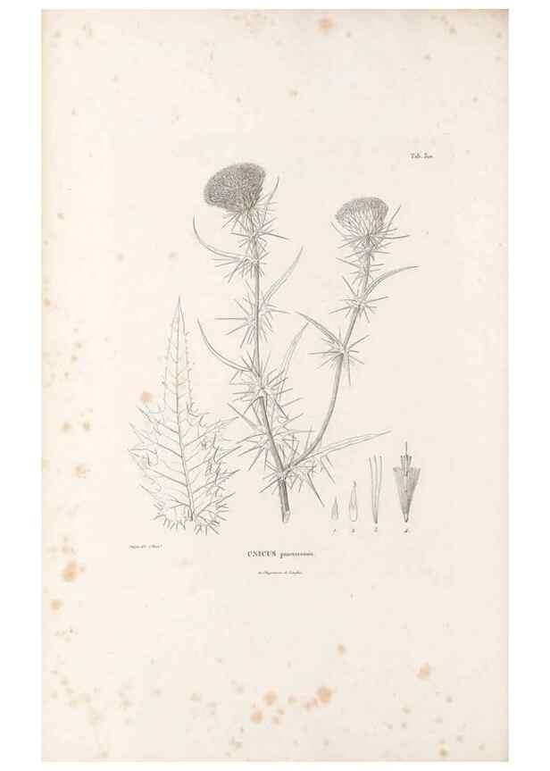 Reproducción/Reproduction 49521084288: Nova genera et species plantarum :. Antverpiae :Ex officina Christophori Plantini ...,1576.. 
