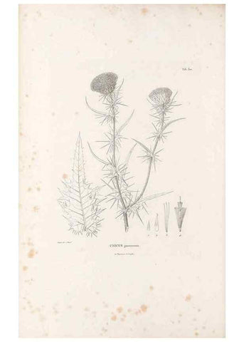Reproducción/Reproduction 49521084288: Nova genera et species plantarum :. Antverpiae :Ex officina Christophori Plantini ...,1576.. 