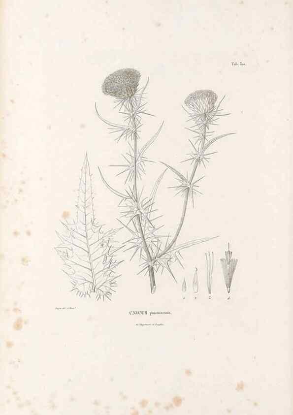 Reproducción/Reproduction 49521084288: Nova genera et species plantarum :. Antverpiae :Ex officina Christophori Plantini ...,1576.. 