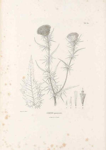 Reproducción/Reproduction 49521084288: Nova genera et species plantarum :. Antverpiae :Ex officina Christophori Plantini ...,1576.. 