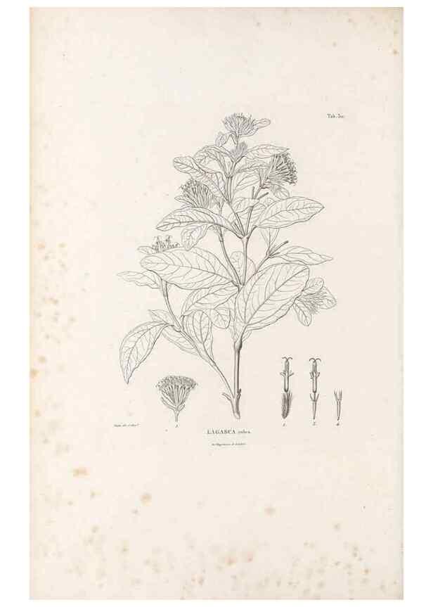 Reproducción/Reproduction 49521820277: Nova genera et species plantarum :. Antverpiae :Ex officina Christophori Plantini ...,1576.. 