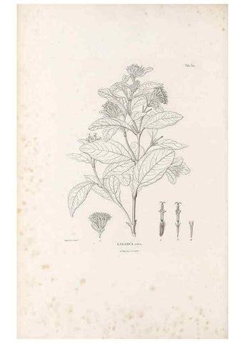 Reproducción/Reproduction 49521820277: Nova genera et species plantarum :. Antverpiae :Ex officina Christophori Plantini ...,1576.. 