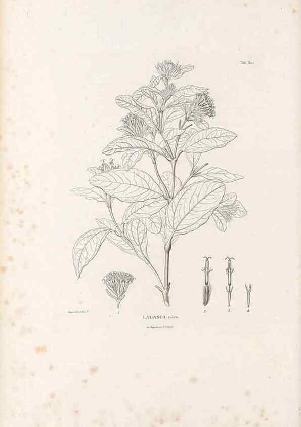 Reproducción/Reproduction 49521820277: Nova genera et species plantarum :. Antverpiae :Ex officina Christophori Plantini ...,1576.. 