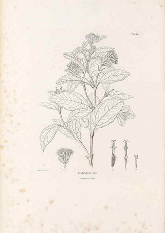 Reproducción/Reproduction 49521820277: Nova genera et species plantarum :. Antverpiae :Ex officina Christophori Plantini ...,1576.. 
