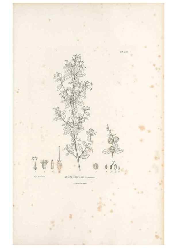 Reproducción/Reproduction 49521045873: Nova genera et species plantarum :. Antverpiae :Ex officina Christophori Plantini ...,1576.. 