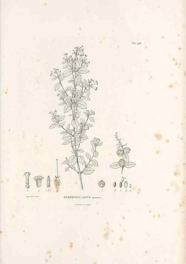Reproducción/Reproduction 49521045873: Nova genera et species plantarum :. Antverpiae :Ex officina Christophori Plantini ...,1576.. 