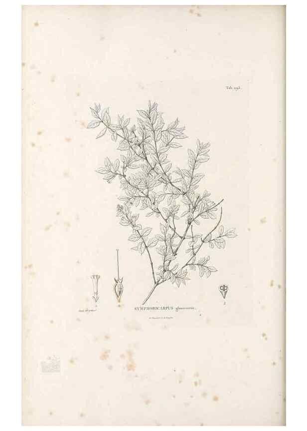 Reproducción/Reproduction 49521780957: Nova genera et species plantarum :. Antverpiae :Ex officina Christophori Plantini ...,1576.. 