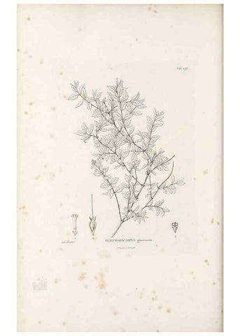 Reproducción/Reproduction 49521780957: Nova genera et species plantarum :. Antverpiae :Ex officina Christophori Plantini ...,1576.. 