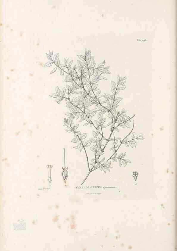 Reproducción/Reproduction 49521780957: Nova genera et species plantarum :. Antverpiae :Ex officina Christophori Plantini ...,1576.. 