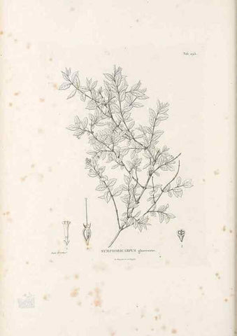 Reproducción/Reproduction 49521780957: Nova genera et species plantarum :. Antverpiae :Ex officina Christophori Plantini ...,1576.. 