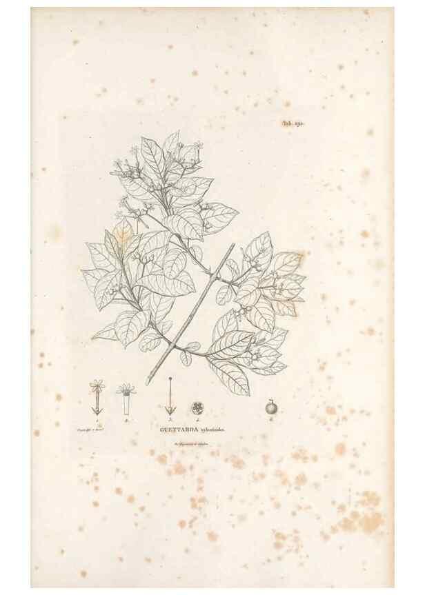 Reproducción/Reproduction 49521045243: Nova genera et species plantarum :. Antverpiae :Ex officina Christophori Plantini ...,1576.. 