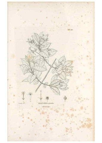 Reproducción/Reproduction 49521045243: Nova genera et species plantarum :. Antverpiae :Ex officina Christophori Plantini ...,1576.. 