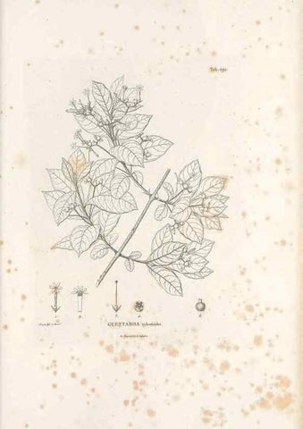 Reproducción/Reproduction 49521045243: Nova genera et species plantarum :. Antverpiae :Ex officina Christophori Plantini ...,1576.. 
