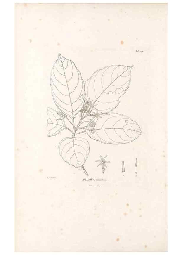 Reproducción/Reproduction 49521569601: Nova genera et species plantarum :. Antverpiae :Ex officina Christophori Plantini ...,1576.. 
