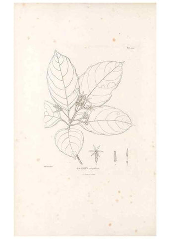 Reproducción/Reproduction 49521569601: Nova genera et species plantarum :. Antverpiae :Ex officina Christophori Plantini ...,1576.. 