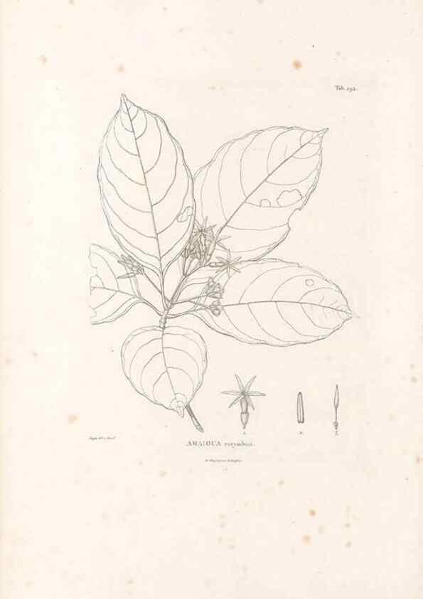 Reproducción/Reproduction 49521569601: Nova genera et species plantarum :. Antverpiae :Ex officina Christophori Plantini ...,1576.. 