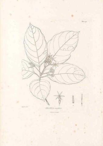 Reproducción/Reproduction 49521569601: Nova genera et species plantarum :. Antverpiae :Ex officina Christophori Plantini ...,1576.. 