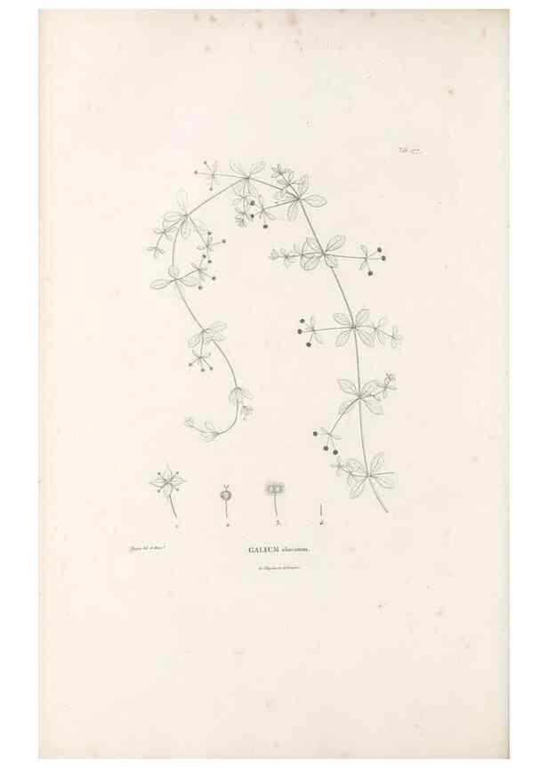 Reproducción/Reproduction 49521776017: Nova genera et species plantarum :. Antverpiae :Ex officina Christophori Plantini ...,1576.. 