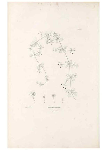 Reproducción/Reproduction 49521776017: Nova genera et species plantarum :. Antverpiae :Ex officina Christophori Plantini ...,1576.. 