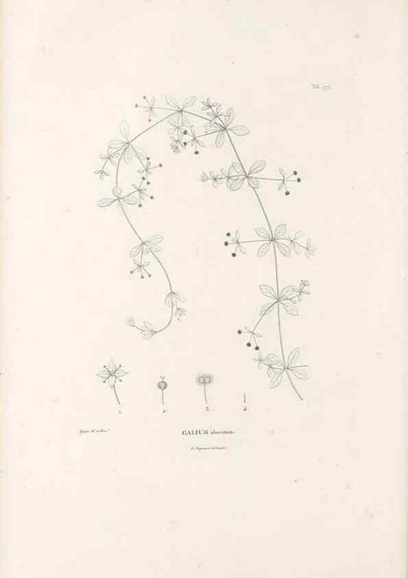 Reproducción/Reproduction 49521776017: Nova genera et species plantarum :. Antverpiae :Ex officina Christophori Plantini ...,1576.. 