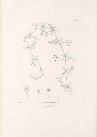 Reproducción/Reproduction 49521776017: Nova genera et species plantarum :. Antverpiae :Ex officina Christophori Plantini ...,1576.. 