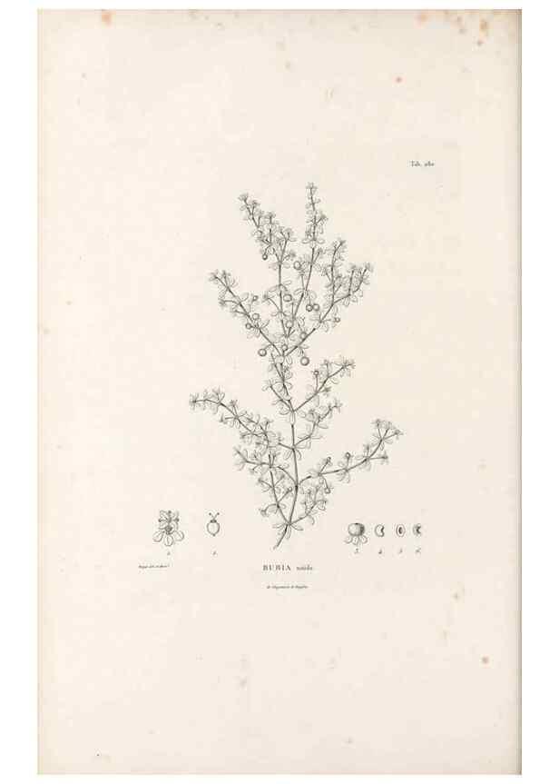 Reproducción/Reproduction 49521040843: Nova genera et species plantarum :. Antverpiae :Ex officina Christophori Plantini ...,1576.. 