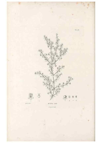 Reproducción/Reproduction 49521040843: Nova genera et species plantarum :. Antverpiae :Ex officina Christophori Plantini ...,1576.. 