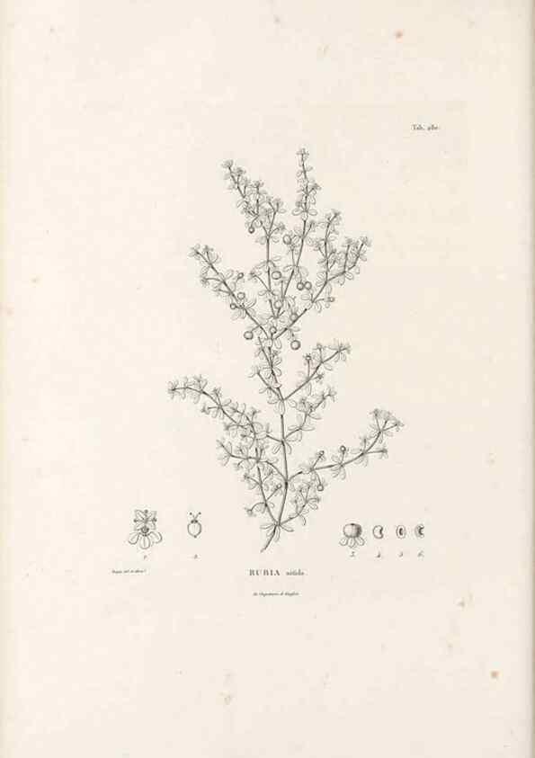Reproducción/Reproduction 49521040843: Nova genera et species plantarum :. Antverpiae :Ex officina Christophori Plantini ...,1576.. 