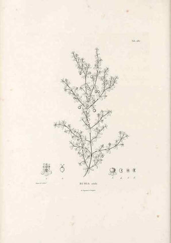 Reproducción/Reproduction 49521040843: Nova genera et species plantarum :. Antverpiae :Ex officina Christophori Plantini ...,1576.. 