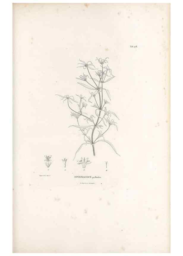 Reproducción/Reproduction 49521776657: Nova genera et species plantarum :. Antverpiae :Ex officina Christophori Plantini ...,1576.. 