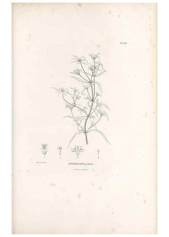 Reproducción/Reproduction 49521776657: Nova genera et species plantarum :. Antverpiae :Ex officina Christophori Plantini ...,1576.. 