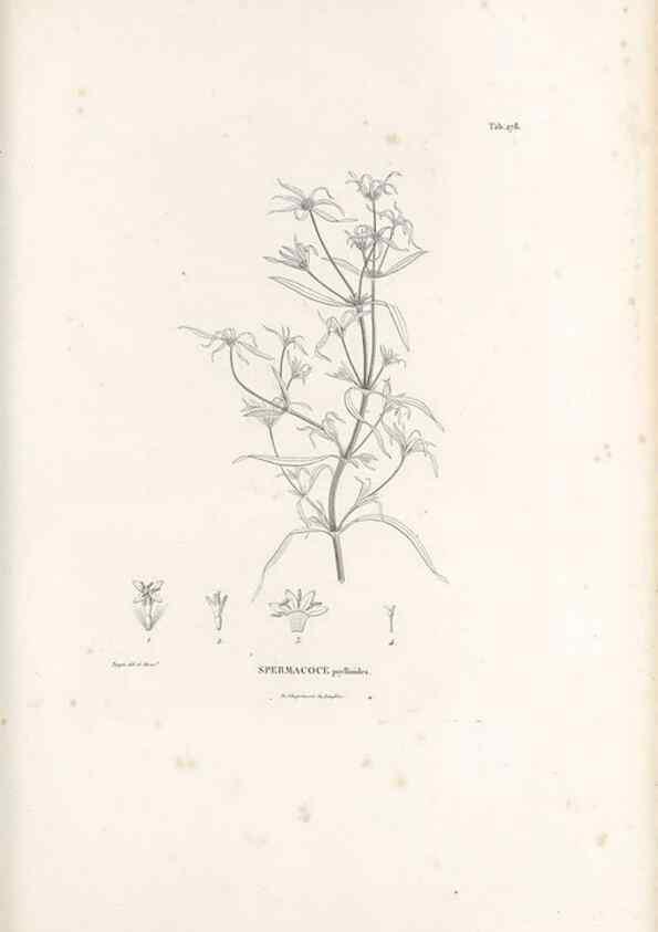 Reproducción/Reproduction 49521776657: Nova genera et species plantarum :. Antverpiae :Ex officina Christophori Plantini ...,1576.. 