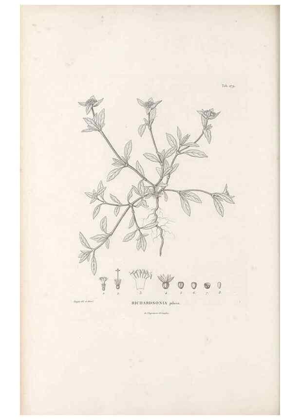 Reproducción/Reproduction 49521776932: Nova genera et species plantarum :. Antverpiae :Ex officina Christophori Plantini ...,1576.. 