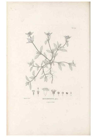 Reproducción/Reproduction 49521776932: Nova genera et species plantarum :. Antverpiae :Ex officina Christophori Plantini ...,1576.. 