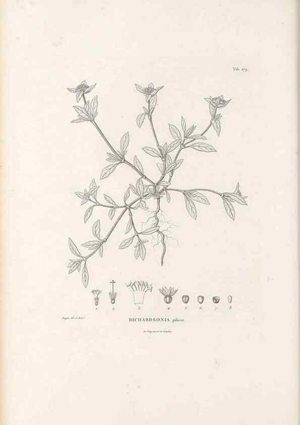 Reproducción/Reproduction 49521776932: Nova genera et species plantarum :. Antverpiae :Ex officina Christophori Plantini ...,1576.. 