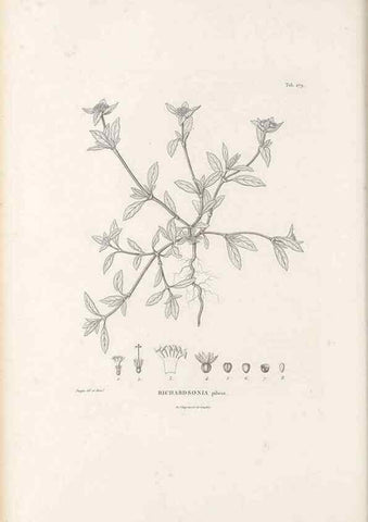 Reproducción/Reproduction 49521776932: Nova genera et species plantarum :. Antverpiae :Ex officina Christophori Plantini ...,1576.. 