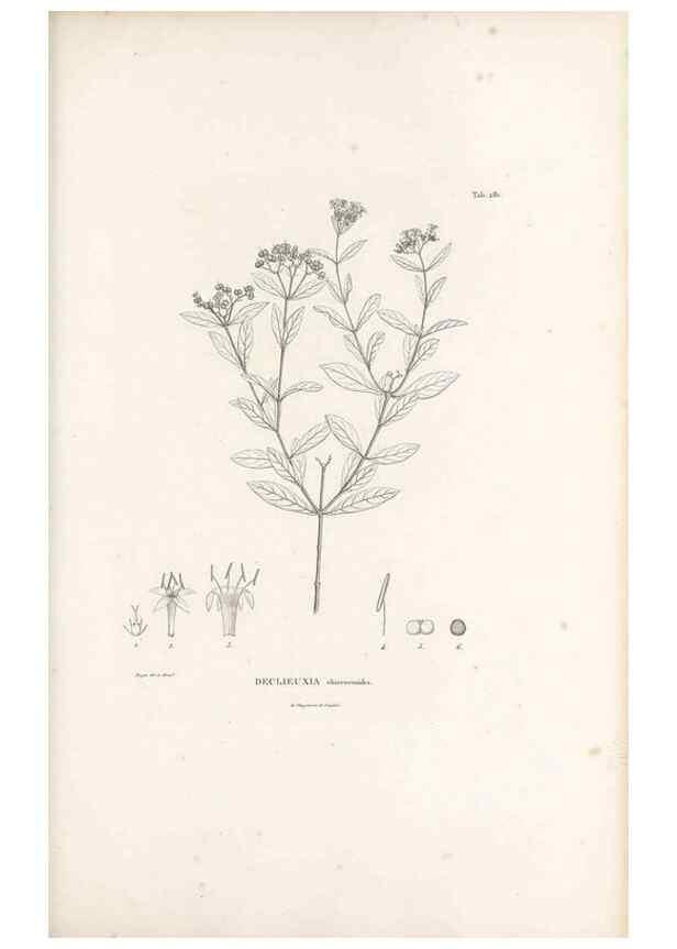 Reproducción/Reproduction 49521041698: Nova genera et species plantarum :. Antverpiae :Ex officina Christophori Plantini ...,1576.. 