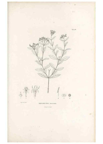 Reproducción/Reproduction 49521041698: Nova genera et species plantarum :. Antverpiae :Ex officina Christophori Plantini ...,1576.. 