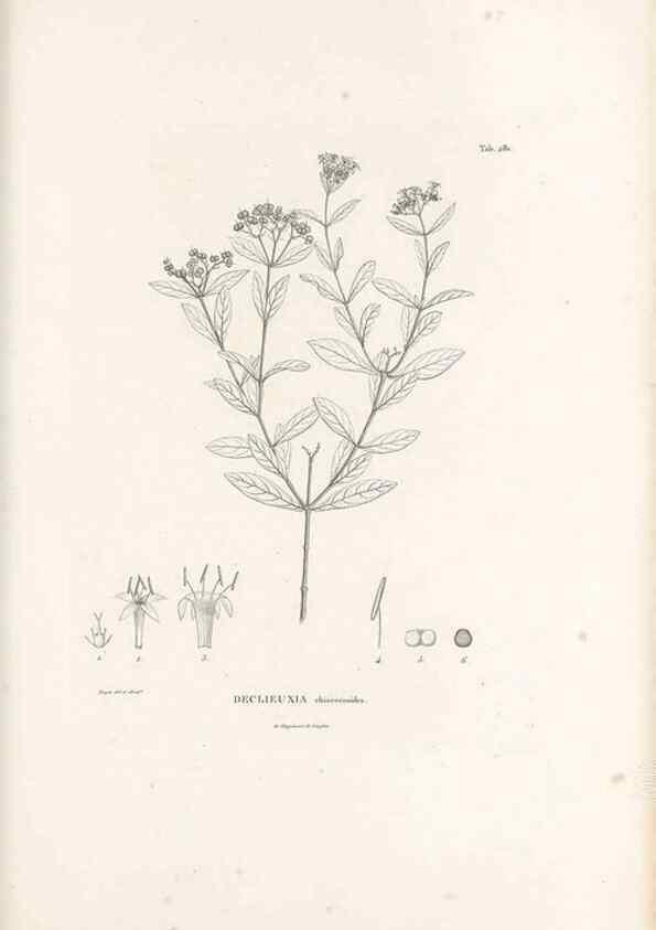Reproducción/Reproduction 49521041698: Nova genera et species plantarum :. Antverpiae :Ex officina Christophori Plantini ...,1576.. 