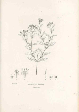 Reproducción/Reproduction 49521041698: Nova genera et species plantarum :. Antverpiae :Ex officina Christophori Plantini ...,1576.. 
