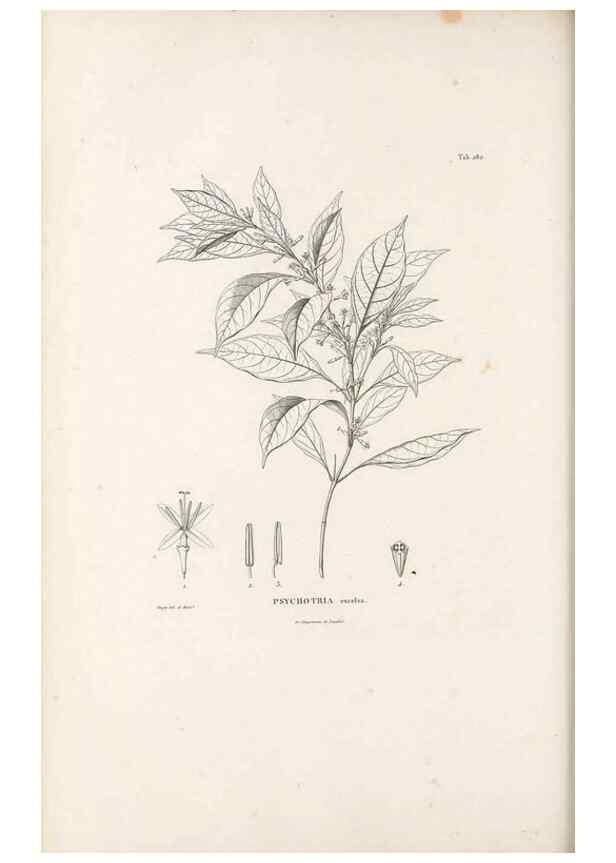 Reproducción/Reproduction 49521777457: Nova genera et species plantarum :. Antverpiae :Ex officina Christophori Plantini ...,1576.. 