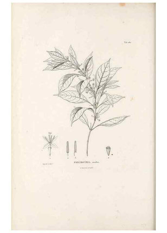 Reproducción/Reproduction 49521777457: Nova genera et species plantarum :. Antverpiae :Ex officina Christophori Plantini ...,1576.. 