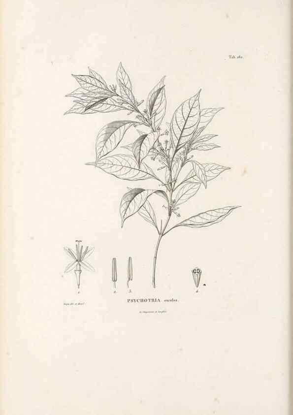 Reproducción/Reproduction 49521777457: Nova genera et species plantarum :. Antverpiae :Ex officina Christophori Plantini ...,1576.. 