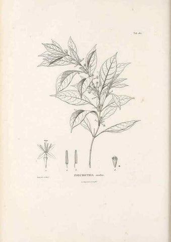 Reproducción/Reproduction 49521777457: Nova genera et species plantarum :. Antverpiae :Ex officina Christophori Plantini ...,1576.. 