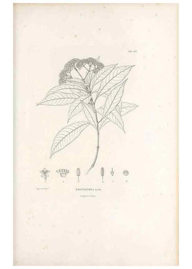 Reproducción/Reproduction 49521566931: Nova genera et species plantarum :. Antverpiae :Ex officina Christophori Plantini ...,1576.. 