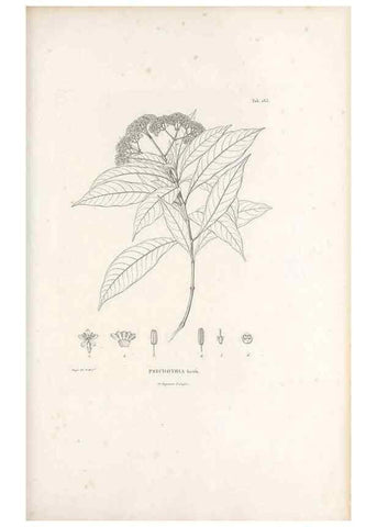 Reproducción/Reproduction 49521566931: Nova genera et species plantarum :. Antverpiae :Ex officina Christophori Plantini ...,1576.. 