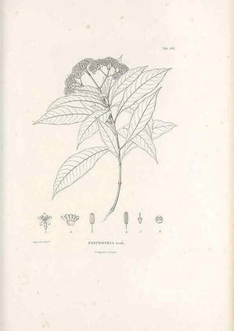Reproducción/Reproduction 49521566931: Nova genera et species plantarum :. Antverpiae :Ex officina Christophori Plantini ...,1576.. 