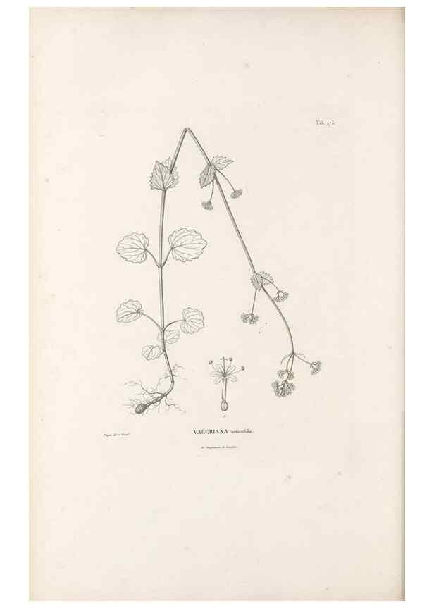 Reproducción/Reproduction 49521039878: Nova genera et species plantarum :. Antverpiae :Ex officina Christophori Plantini ...,1576.. 