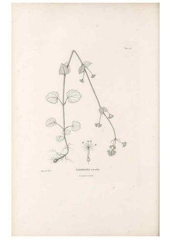 Reproducción/Reproduction 49521039878: Nova genera et species plantarum :. Antverpiae :Ex officina Christophori Plantini ...,1576.. 