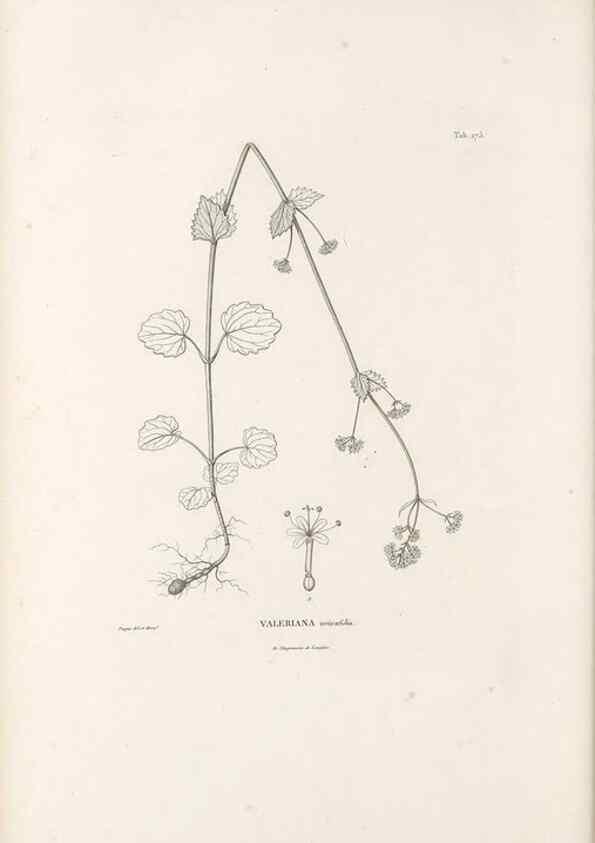 Reproducción/Reproduction 49521039878: Nova genera et species plantarum :. Antverpiae :Ex officina Christophori Plantini ...,1576.. 